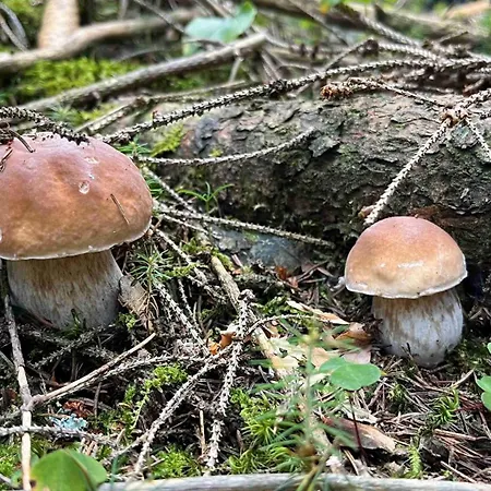 Apartmanhrabovob14 Apartman Rózsahegy